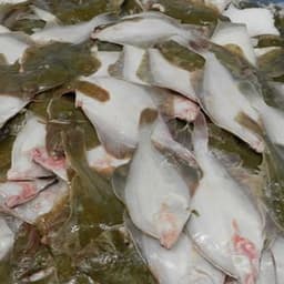 United Fish Auctions
